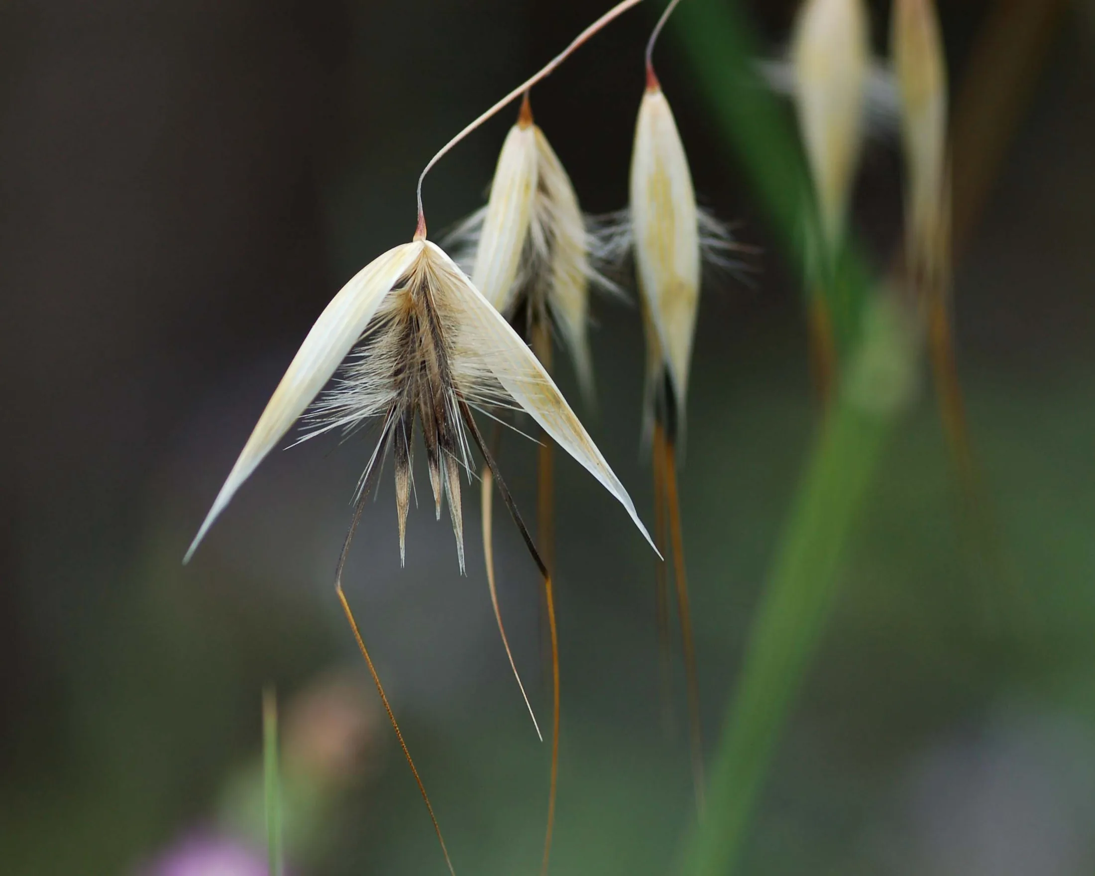 Flowers 12